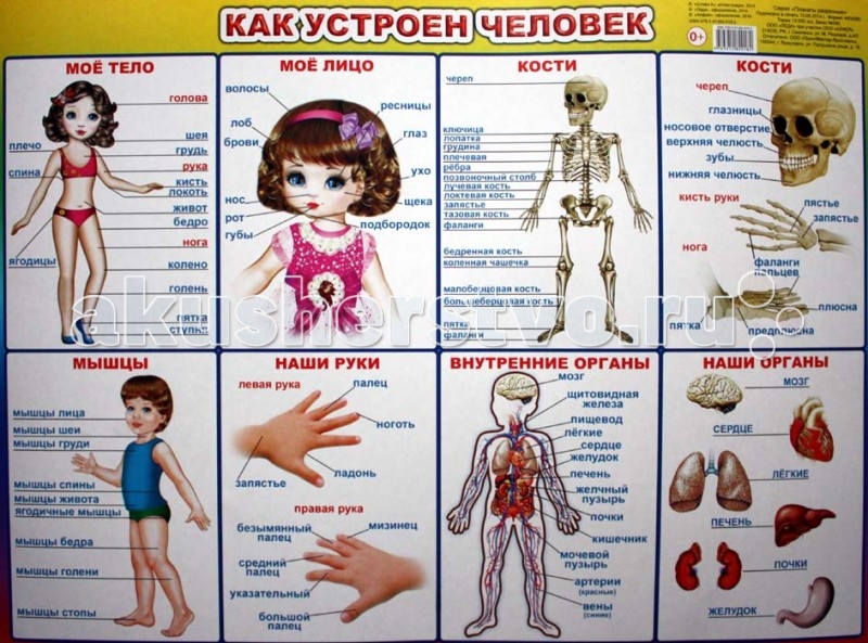 Как сделать свой организм 286