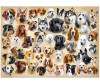  Castorland Пазлы Породы собак коллаж (200 элементов) - Castorland Пазлы Породы собак коллаж (200 элементов)