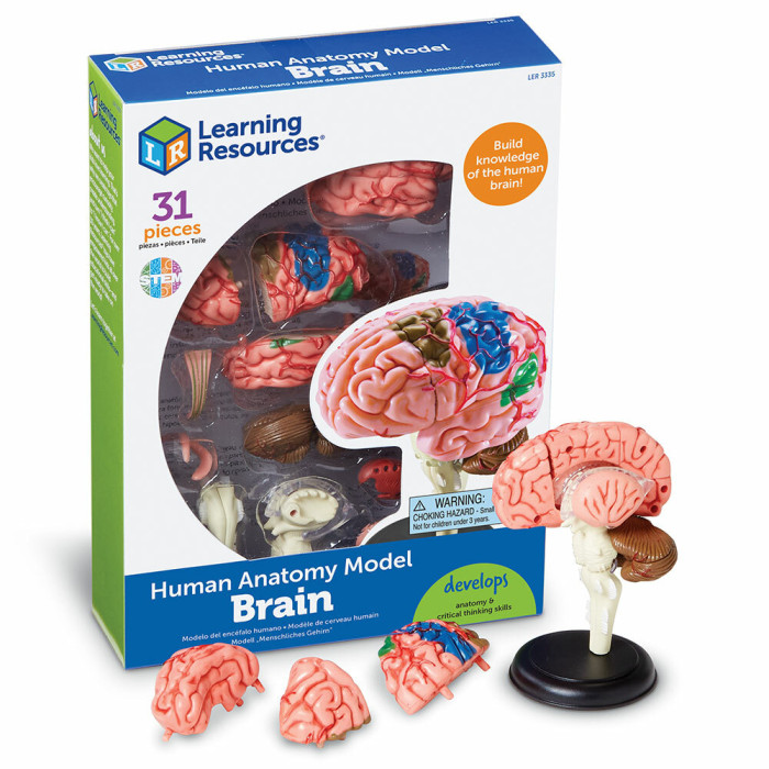 Наборы для опытов и экспериментов Learning Resources Анатомия человека Мозг (31 элемент)