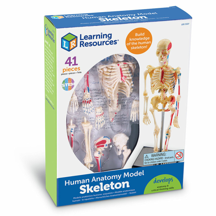 Наборы для опытов и экспериментов Learning Resources Анатомия человека Скелет (41 элемент)