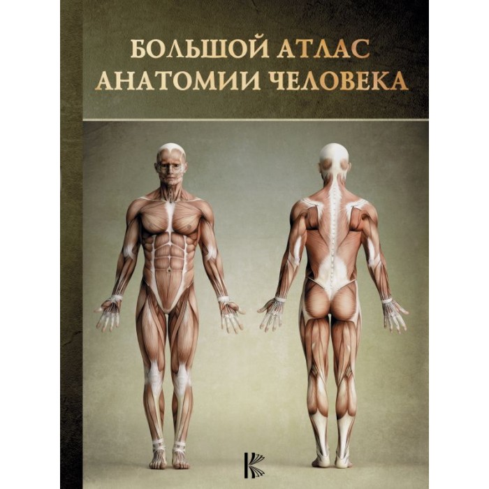 

Издательство АСТ Большой атлас анатомии человека, Большой атлас анатомии человека