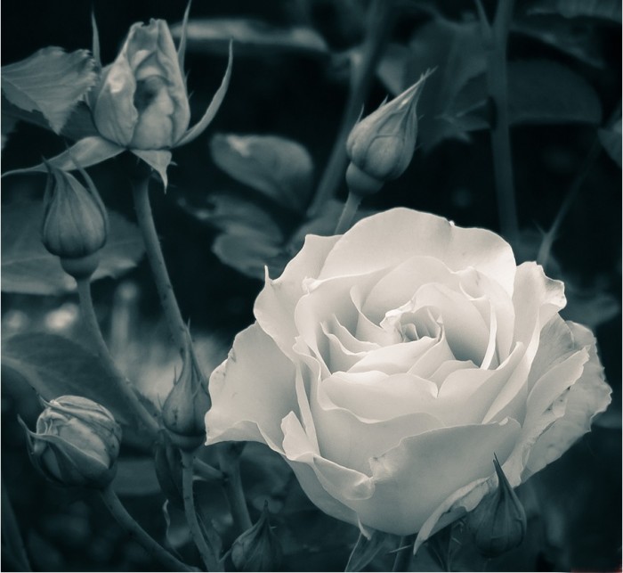 Котеин Картина по номерам Белая роза 30х30 см