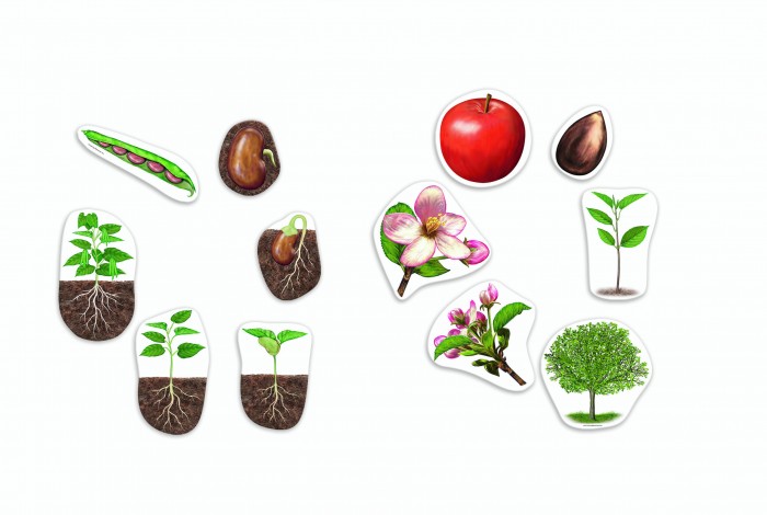 Раннее развитие Learning Resources Развивающая игрушка Жизненный цикл растений магнитный