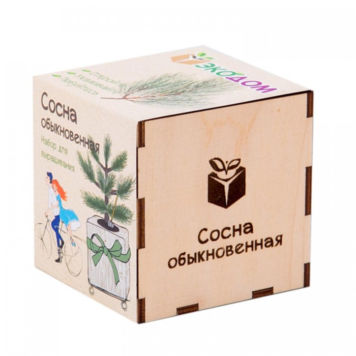 Kawaii Factory Подарочный набор для выращивания в кубике ЭкоДом Сосна обыкновенная