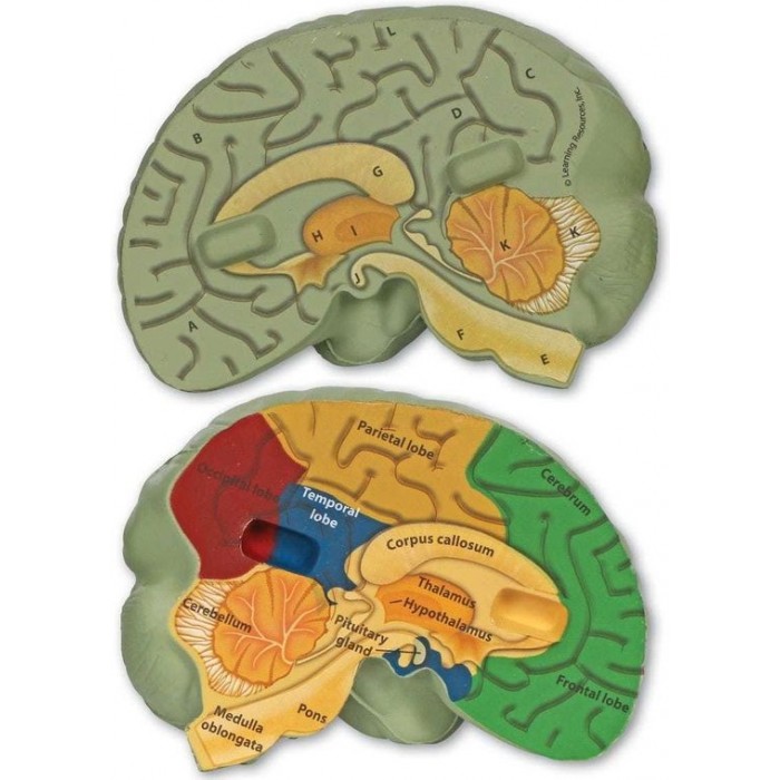 Игровые наборы Learning Resources Игровой набор Мозг человека модель в разрезе пурисов и мозг и разум центральная нервная система