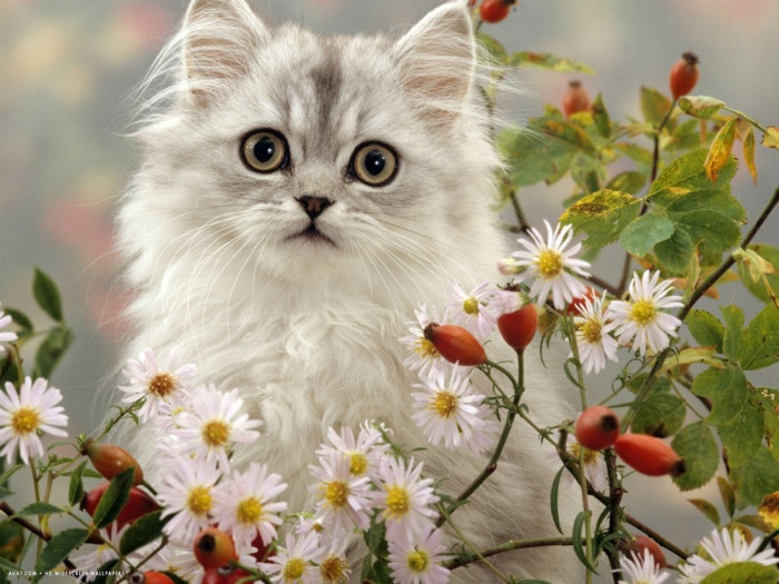 Рыжий кот Алмазная мозаика Пушистый котик в цветах 32х22 см