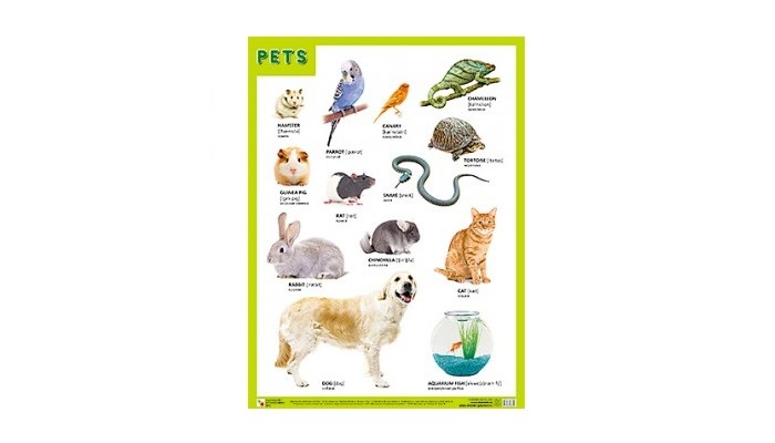 Обучающие плакаты Мозаика-Синтез Плакаты (англ) Pets (Домашние питомцы) домашние костюмы