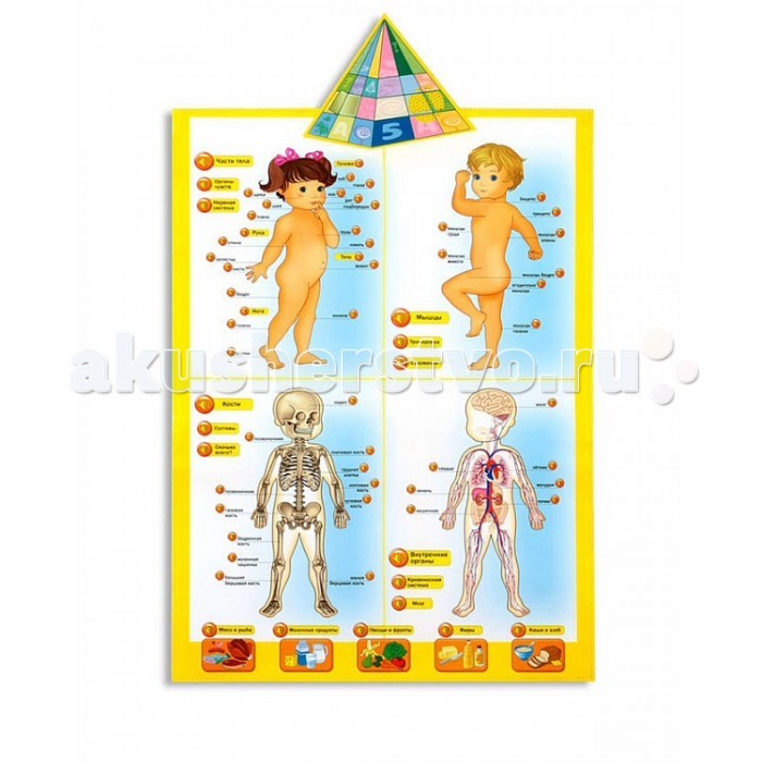 

Kribly Boo Говорящая анатомия