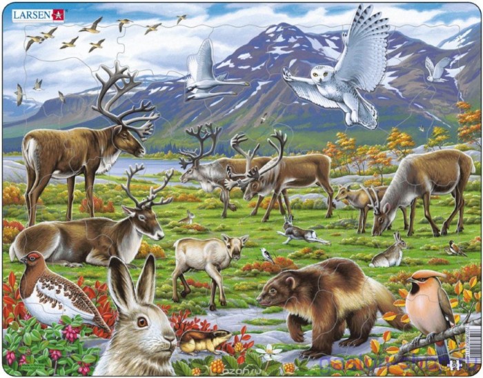 Пазлы Larsen Пазл Арктика FH14 птицы звери люди… фауна и флора