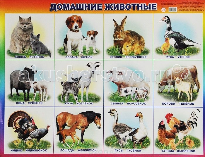 Обучающие плакаты Алфея Плакат Домашние животные настольные игры hap p kid пинбол домашние животные