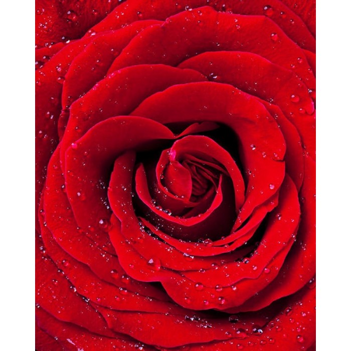 Color Kit Картина со стразами Красная роза