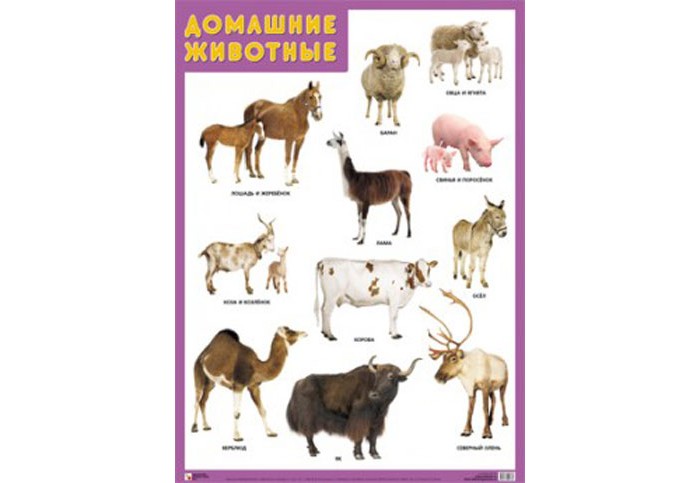Обучающие плакаты Мозаика-Синтез Обучающий плакат Домашние животные плакаты s s обучающий плакат живая математика
