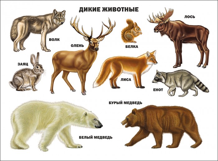 Обучающие плакаты Проф-Пресс Плакат Дикие животные 978-5-378-03176-4