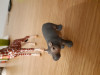 78227 Schleich      