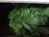 18119 Green Trees    150    
