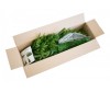  Green Trees    150  - Green Trees    150 