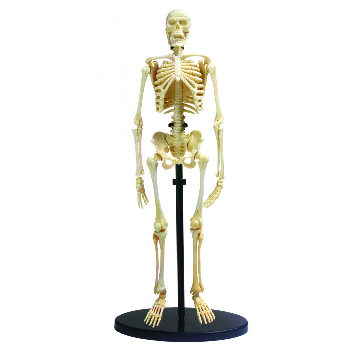  Edu-Toys   SK057