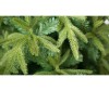  Crystal Trees    120  - Crystal Puzzle    120 