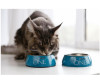  Purina ONE     ,        200  - Purina ONE     ,        200 