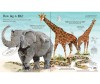  Usborne Big Book of Animals - Usborne Big Book of Animals