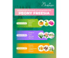     Peony Freesia 100  -    Peony Freesia 100 