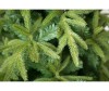  Green Trees    120  - Green Trees    120 