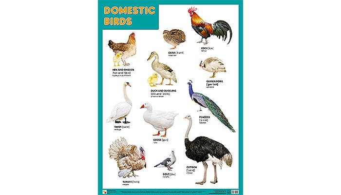  -      Domestic Birds  