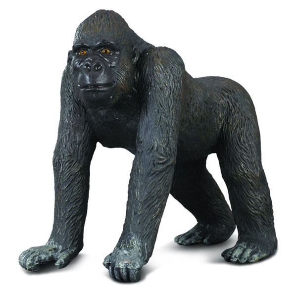  Collecta   8 
