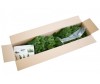  Green Trees     210  - Green Trees     210 