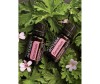  doTERRA   Geranium - doTERRA   Geranium