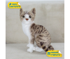   KiDWoW   392890240 - INF_LW602919912BR_1-1698773056