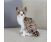   KiDWoW   392890240 - LW602919912BR__1__1_.JPG-1698772650