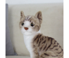   KiDWoW   392890240 - LW602919912BR__3__1_.JPG-1698770570