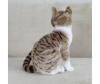   KiDWoW   392890240 - LW602919912BR__4__1_.JPG-1698770463