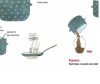  BHV-C   ?  , ,  - BHV-C  .   ?  , , 