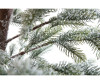  Crystal Trees      180  - Crystal Trees      180 