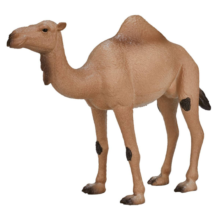  Konik  