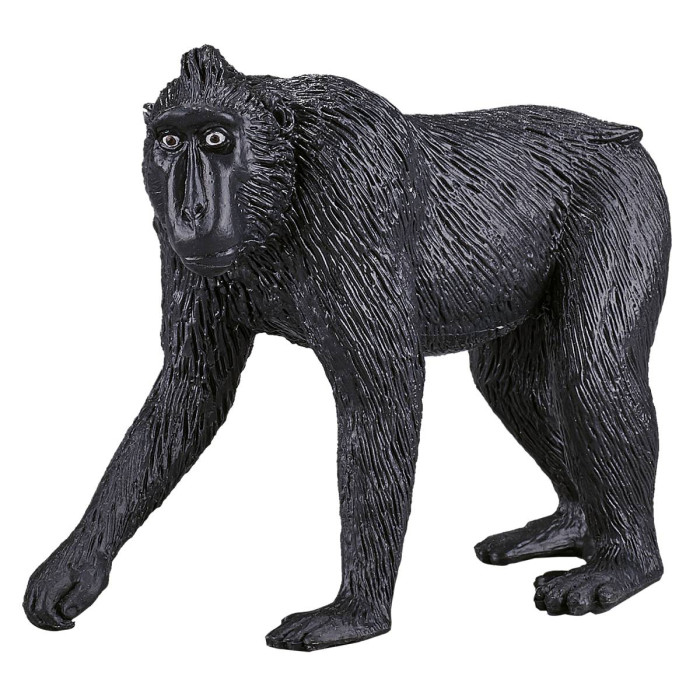  Konik  