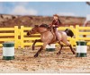  Breyer  - - Breyer  -