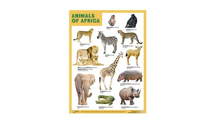  -  () Animals of Africa ( )