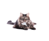  Tractive Ikati GPS-   - 6_trkat1_1-1643888432