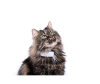  Tractive Ikati GPS-   - 9_trkat1_1-1643886749