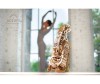  Ugears 3D- - - Ugears 3D- -