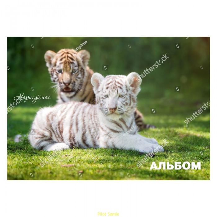  Action    Animals 12 