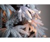  Green Trees     150  - Green Trees     150 