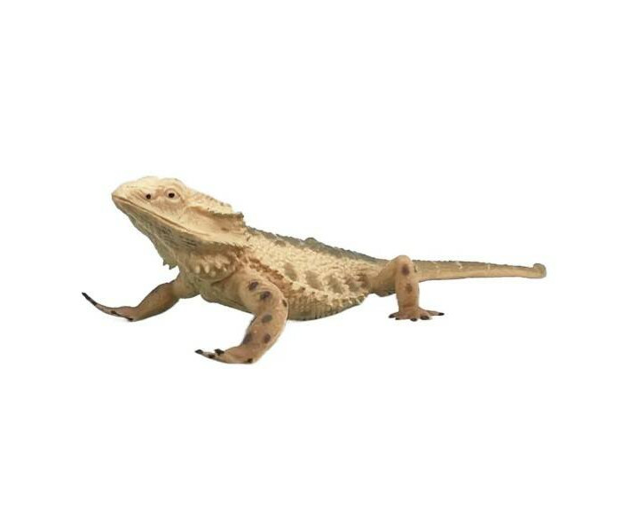     -  , 