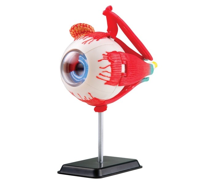  Edu-Toys   