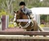  Breyer  ,  - - Breyer  ,  -