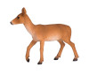  Konik    - Konik   