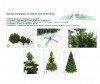  Green Trees     120  - Green Trees     120 